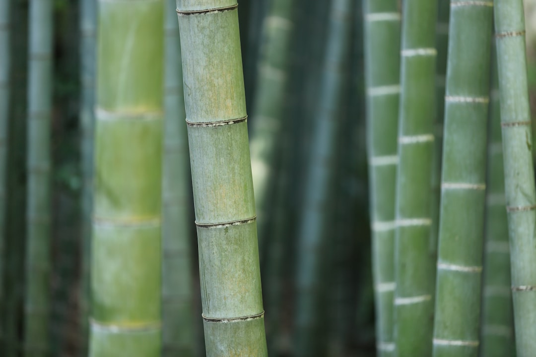 Photo Bamboo forest